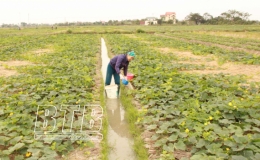 Đông Hưng: Phấn đấu gieo cấy 11.300ha lúa vụ xuân năm 2022