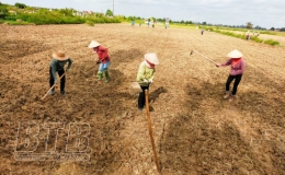 Hưng Hà: Thi đua mở rộng diện tích cây màu vụ đông