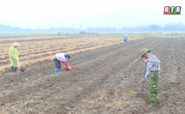 Kiến Xương: Đẩy mạnh sản xuất vụ đông