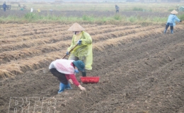 Kiến Xương đưa vụ đông trở thành vụ sản xuất chính trong năm