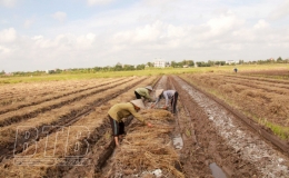 Mê Linh: Xây dựng khoai tây thành sản phẩm OCOP