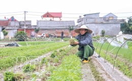 Phấn đấu hoàn thành mục tiêu sản xuất vụ đông