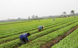 Phát triển cây ngưu tất trở thành sản phẩm OCOP