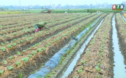 Quỳnh Phụ: Phấn đấu gieo trồng 6.500ha cây vụ đông
