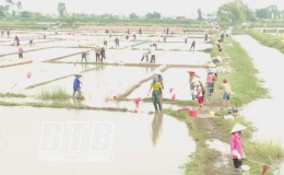 Thái Thụy: Đánh thức tiềm năng vùng nuôi rươi