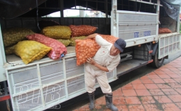 Tiền Hải: Cấp phát 80 tấn khoai tây giống cho nông dân