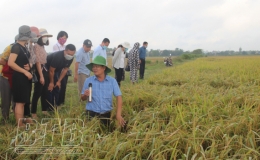 Vụ mùa năm 2021, toàn tỉnh có khoảng 70ha xuất hiện lúa cỏ