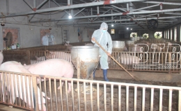 Chăn nuôi an toàn sinh học hướng đến phát triển bền vững