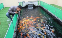 Cho hiệu quả kinh tế cao từ nuôi cá Koi