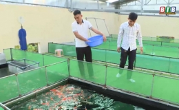 Khởi nghiệp từ mô hình nuôi cá Koi