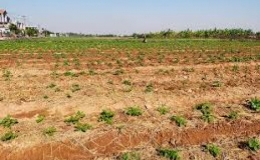 Một số lưu ý chăm sóc khoai tây vụ đông 2022