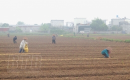 Phong trào trồng cây vụ đông ở Vũ Ninh