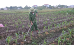 Quỳnh Phụ: Gieo trồng được 6.250 ha cây màu vụ đông các loại