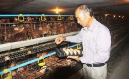 Tiền Hải: Phát triển chăn nuôi bền vững