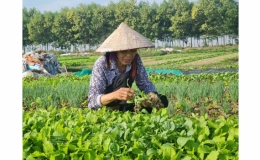 Vũ Phúc: Tập trung sản xuất vụ đông