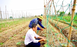 An Tân: Tích cực chăm sóc cây màu vụ đông