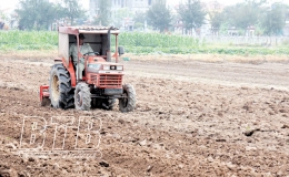 Tiền Hải: Giữ diện tích, nâng cao giá trị sản xuất cây vụ đông