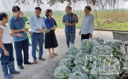 Đông Hưng: Nông dân buồn vì dưa, bí mất giá