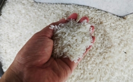Giá gạo xuất khẩu tiếp tục tăng