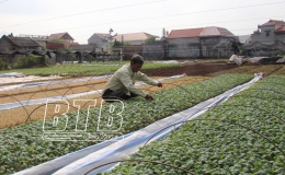 Hưng Hà: Tích tụ ruộng đất trên 1.000ha, tăng 325ha so với năm 2020