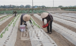 Niềm vui từ cây vụ đông sớm