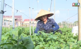 Nông dân Vũ Thư trông chờ vào vụ hoa tết