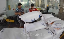 Xuất khẩu gạo Việt Nam vượt 8 triệu tấn