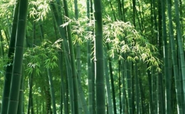 Tre có thể giúp làm nguội trái đất