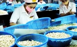 Việt Nam giữ vị trí hàng đầu thế giới về xuất khẩu nhân điều
