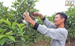 Gặp anh nông dân khiến đất “nhả vàng”
