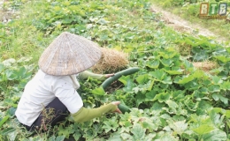 Đông Hưng rau xanh được mùa, được giá