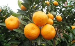 Quất Đông Hòa căng tròn đón tết