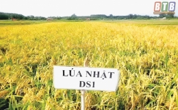 Một mô hình cần nhân rộng