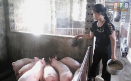 Hội Nông dân xã Quang Bình: Thi đua sản xuất giỏi