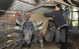 Chủ động phòng, chống đói, rét cho vật nuôi