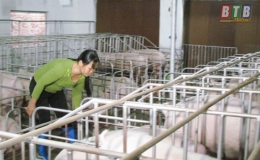 Hưng Hà: Để chăn nuôi phát triển bền vững