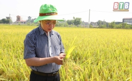 Một số quy định mới về kinh doanh xuất khẩu gạo