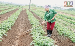 Thăng trầm cây khoai tây trên đất Tân Hòa