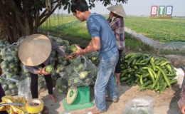 Bí được mùa, được giá