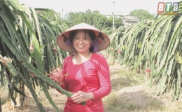 Làm giàu từ thanh long