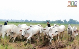 Phát triển đàn trâu, bò thương phẩm theo hướng hiệu quả, bền vững (Kỳ 1)