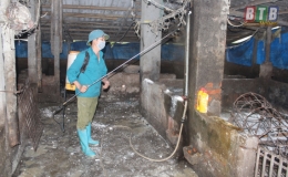 Thái Thụy: 45 xã, thị trấn công bố hết bệnh dịch tả lợn châu Phi