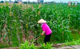 Cây ngô đông trên đồng đất Nam Dụ