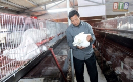 Phát triển nuôi thỏ thương phẩm
