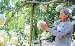 Hồng Lý: Bưởi “bao phủ” vườn quê