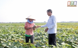 Duyên Hải: Điểm sáng sản xuất vụ đông