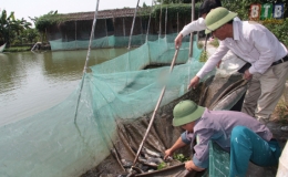 Thu nhập hàng trăm triệu đồng từ phát triển VAC