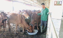 Nuôi bò trên đệm lót sinh học
