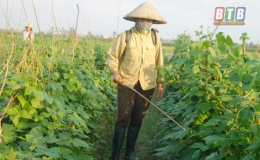 Nông dân Vũ Thư phòng trừ sâu bệnh trên cây vụ đông