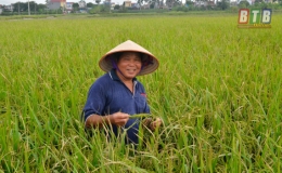 Niềm vui trên những cánh đồng